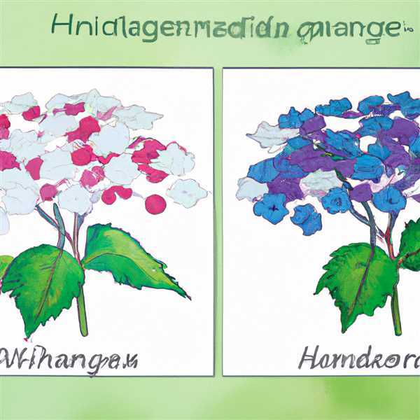 Гортензия метельчатая и крупнолистная в чем отличие