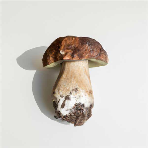 Гриб боровик фото и белый гриб отличие