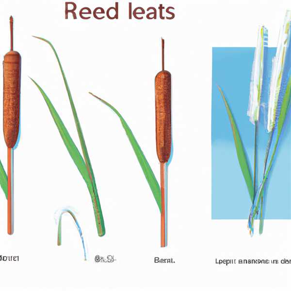 Камыш и рогоз отличие фото как выглядит