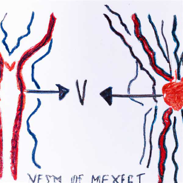 Отличия между артериями и венами мышечного типа