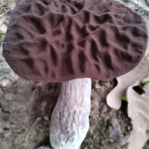Сатанинский гриб фото отличие от дубовика описание