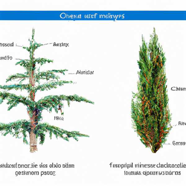 Туя и кипарис отличия фото и описание