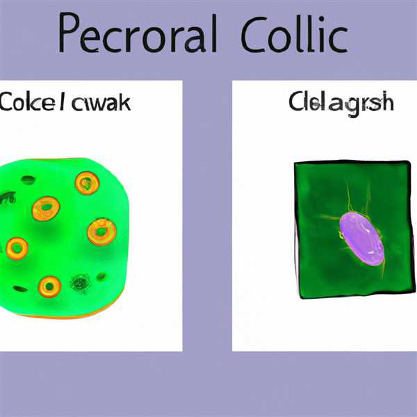 В чем отличие эукариотической клетки от прокариотической